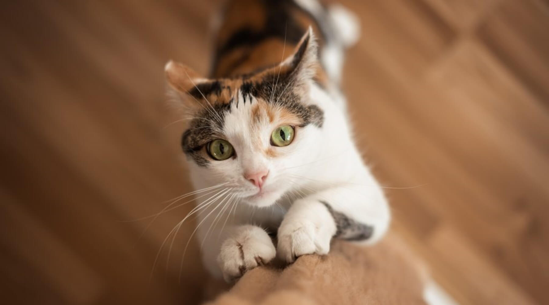 A calico cat with white, black, and orange fur looking up with green eyes and its paws scratching a sisal cat scratcher