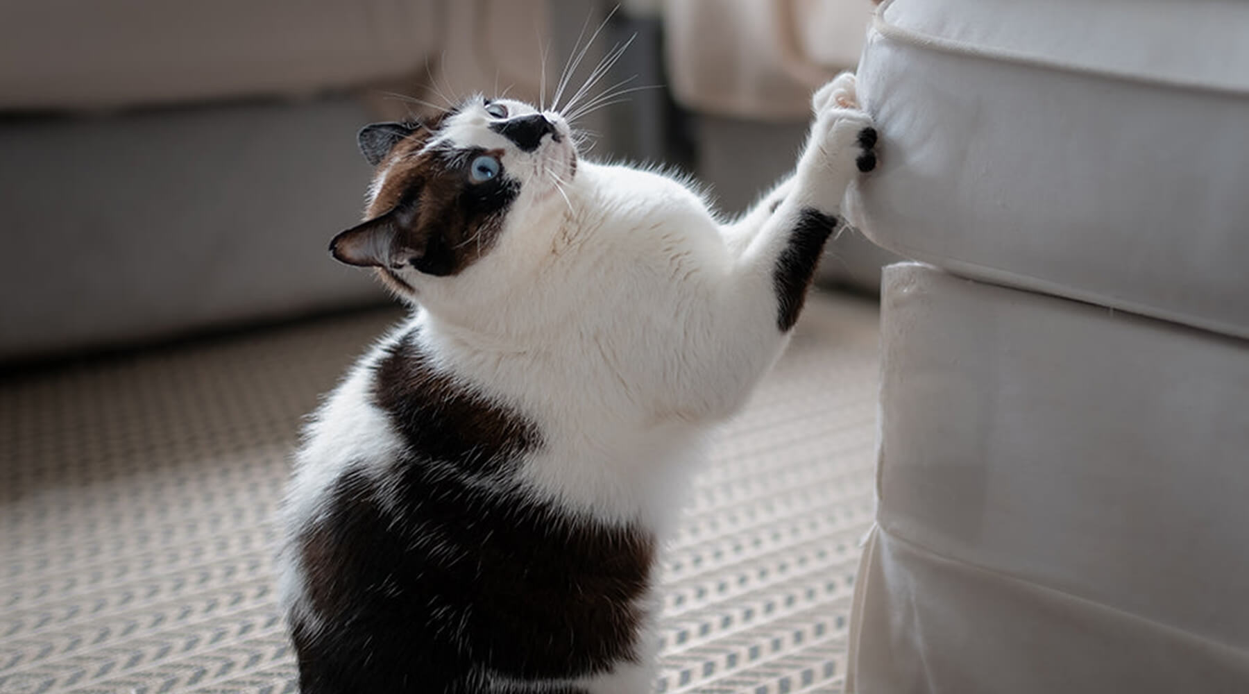 A black and white cat with blue eyes, standing on its hind legs and scratching a sofa, illustrating why cats scratch and what you can do to manage this behavior