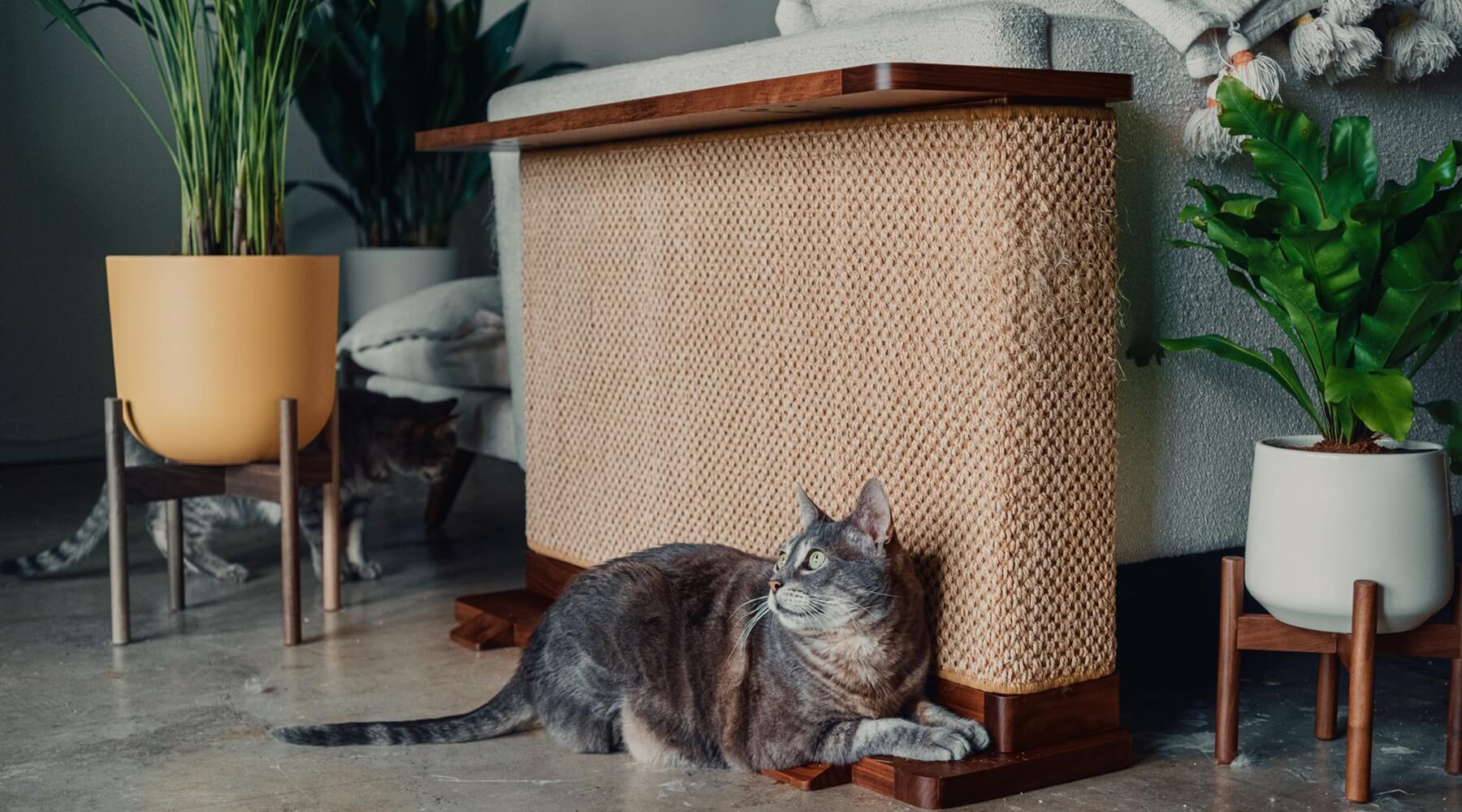 A grey tabby cat lying next to a sisal scratching surface, demonstrating the type of scratching surface cats prefer