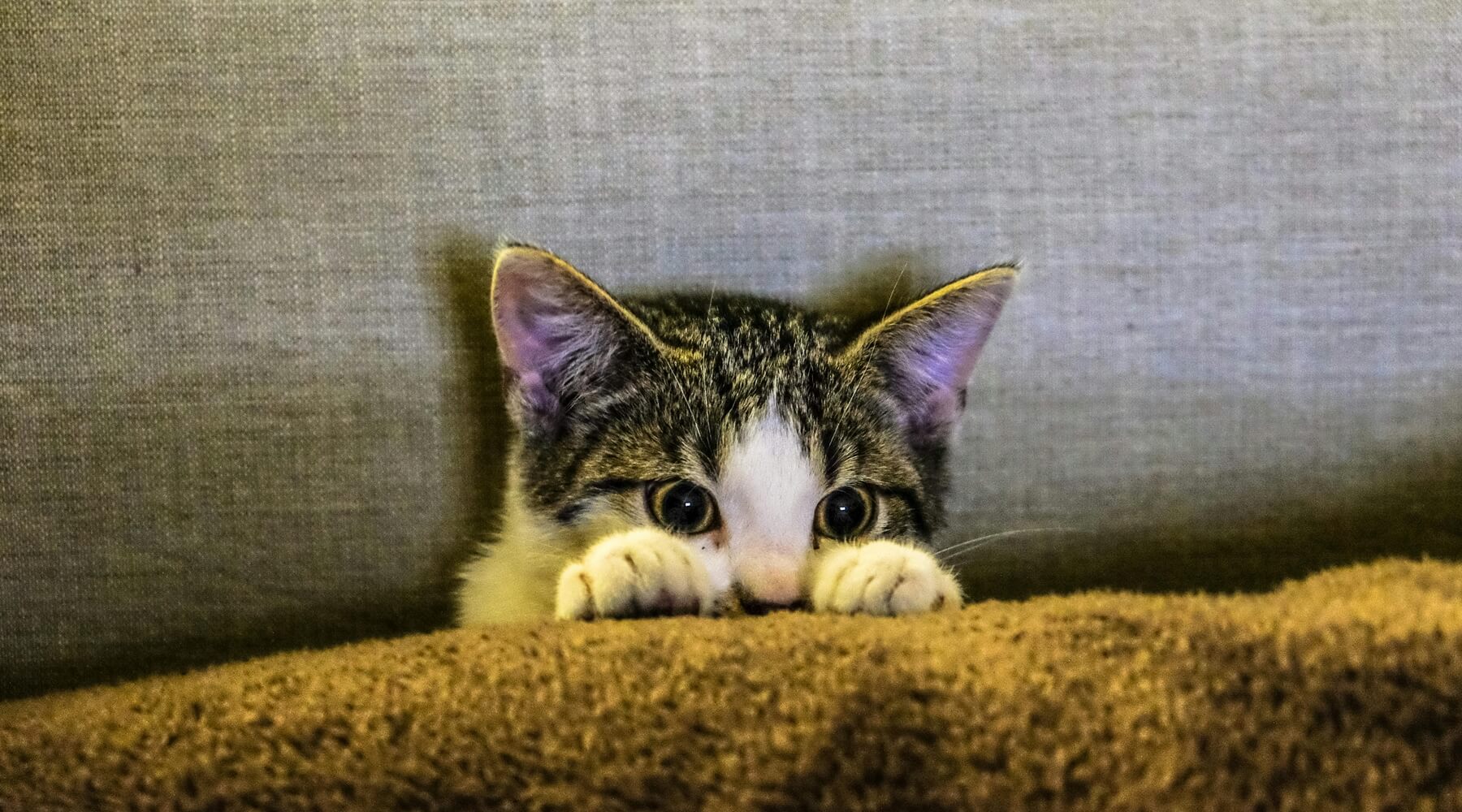 A kitten with a wary expression, reflecting the challenges and necessary patience involved in introducing a new kitten to an Existing cat