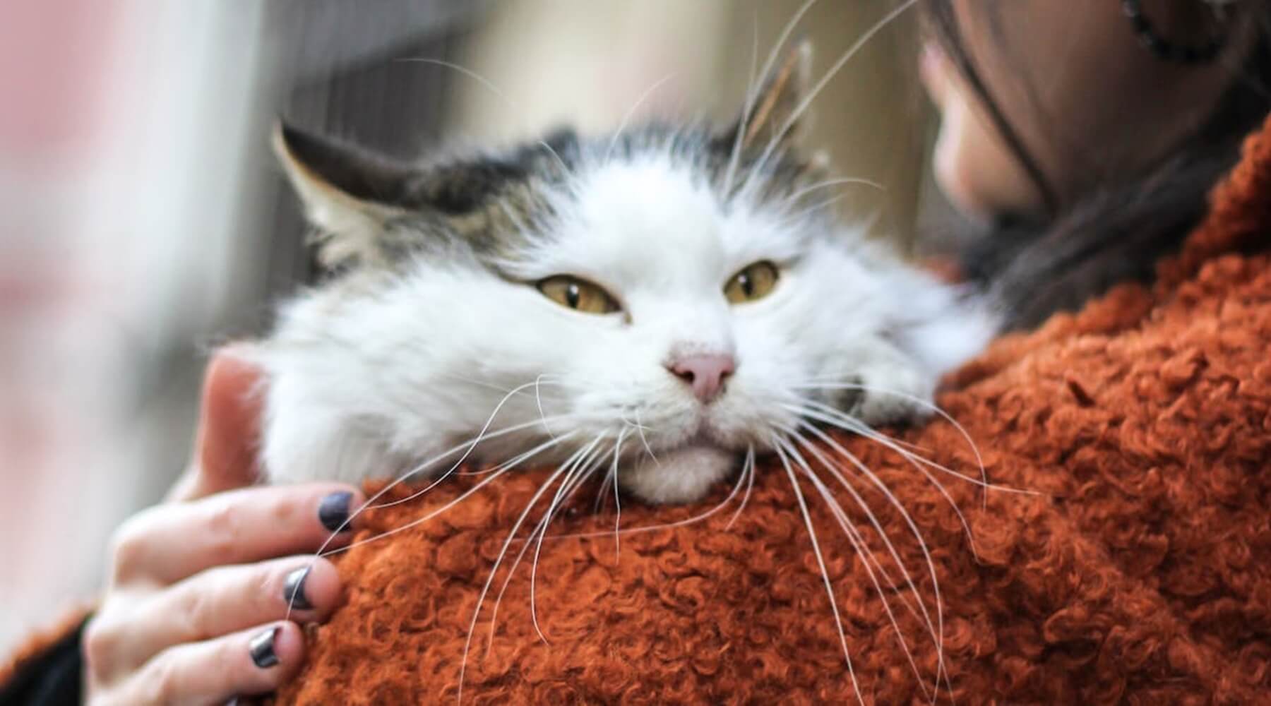 A person holding a fluffy white cat in their arms, celebrating National Hug Your Cat Day with a hug