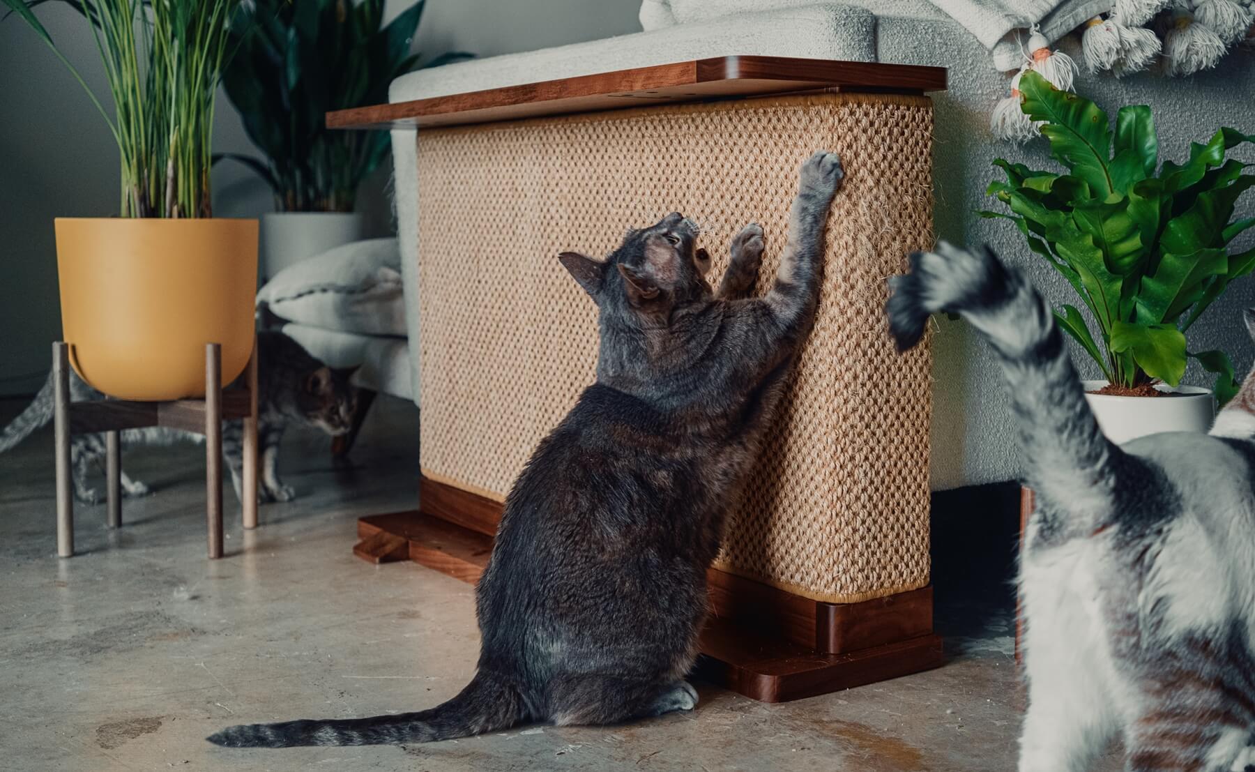 Cats interacting with a wooden cat scratch furniture protector with a woven scratching surface