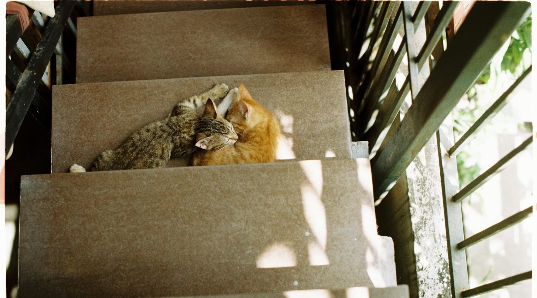 Multiple cats resting on a sunny day, showcasing methods for keeping your cat cool this summer