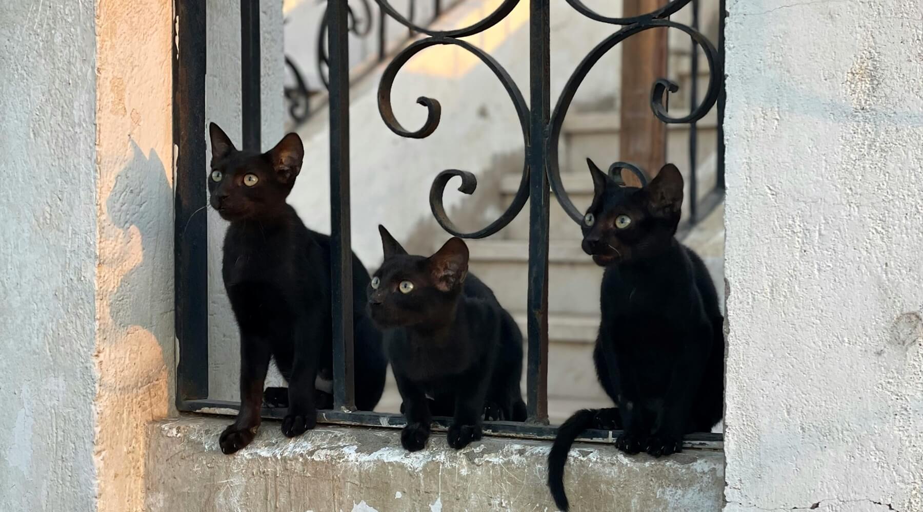 Three black cats with bright eyes peeking through a decorative wrought iron gate, a lovely image for Black Cat Appreciation Day
